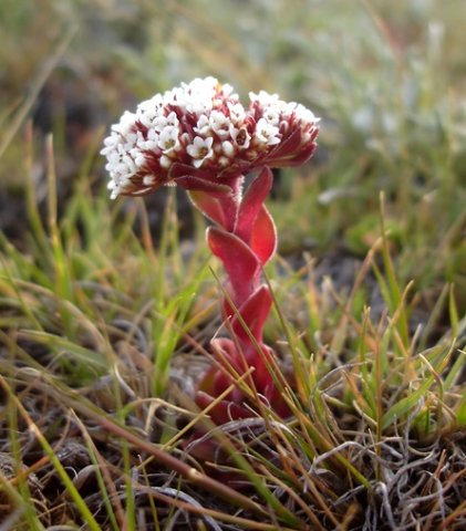 Crassula setulosa var. rubra